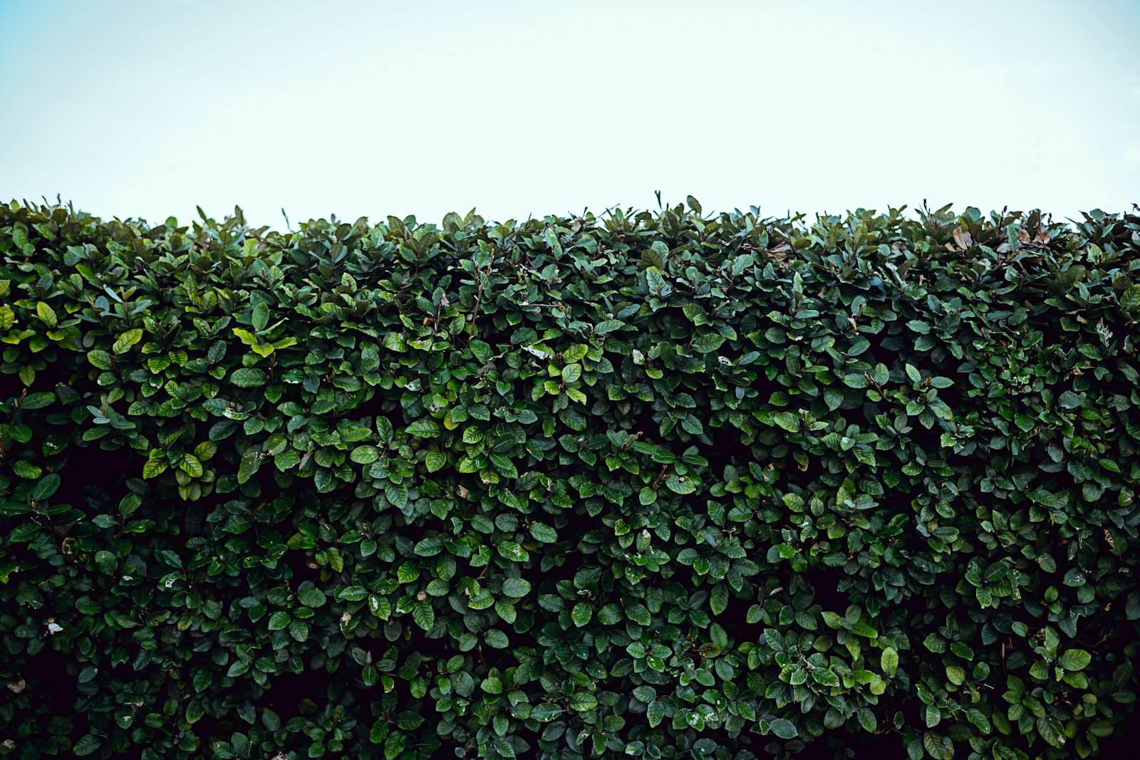Symbolbild: frisch geschnittene Hecke